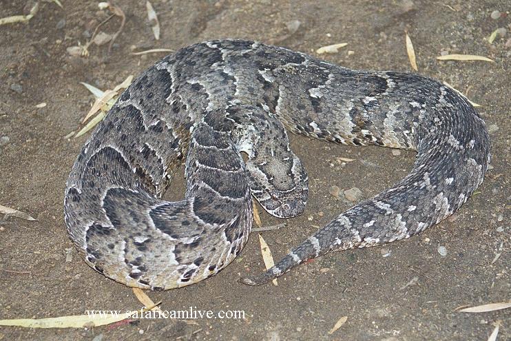 picture of the puff adder