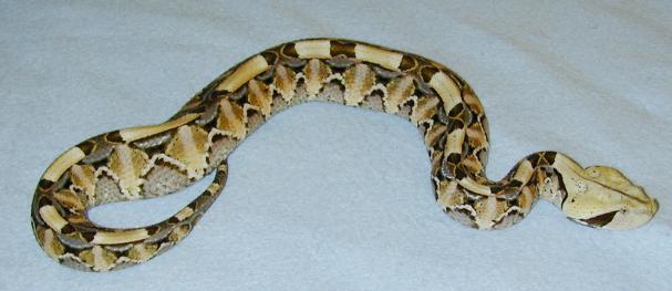 pic.of a Gaboon Viper